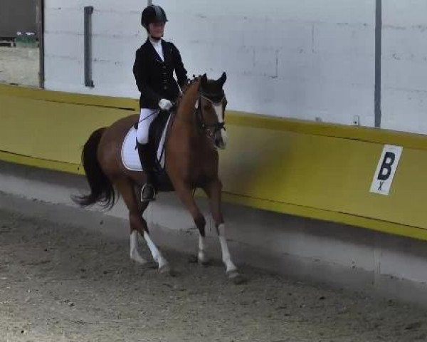 Dressurpferd I'cestella 2 (Deutsches Reitpony, 1999, von Marduc) Dressurpferd I'cestella 2 (Deutsches Reitpony, 1999, von Marduc)