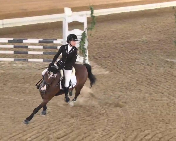 jumper Playboy 173 (Pony without race description, 1995, from Perlmutt)