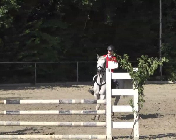 jumper Lady 2000 (German Riding Pony, 2005, from Poldy)
