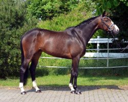 jumper Flora Bella 5 (Hanoverian, 2010, from For Edition)
