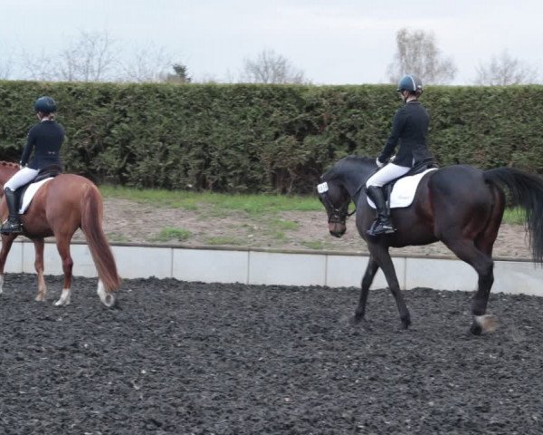 Reitturnier Handorf 2021