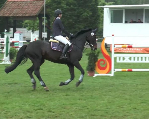 Zuchtstute Angelina (Westfale, 2002, von Arpeggio)