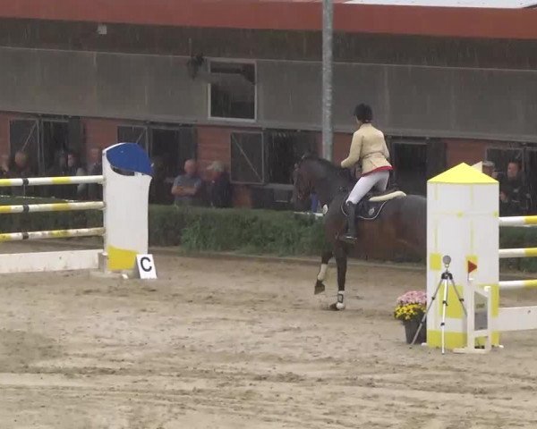 jumper Eddie Murphy 8 (Hanoverian, 2004, from El Bundy)