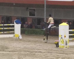 jumper Eddie Murphy 8 (Hanoverian, 2004, from El Bundy)