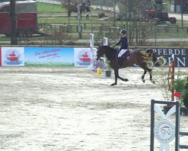 Reitturnier Westergellersen 2021