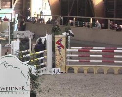 jumper Acdc 2 (Polish Warmblood, 2006, from Merkury)