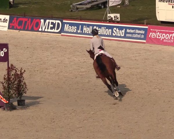 Reitturnier Westergellersen 2021