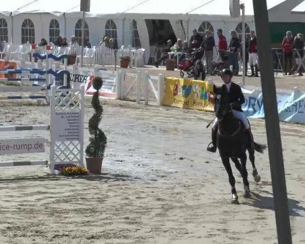 jumper Bellini (KWPN (Royal Dutch Sporthorse), 2006, from Indoctro)
