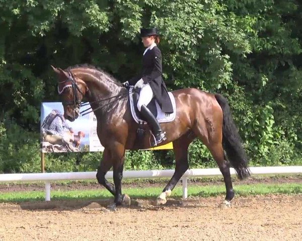 Dressurpferd Fursteuberg (Westfale, 2003, von Fürst Piccolo)