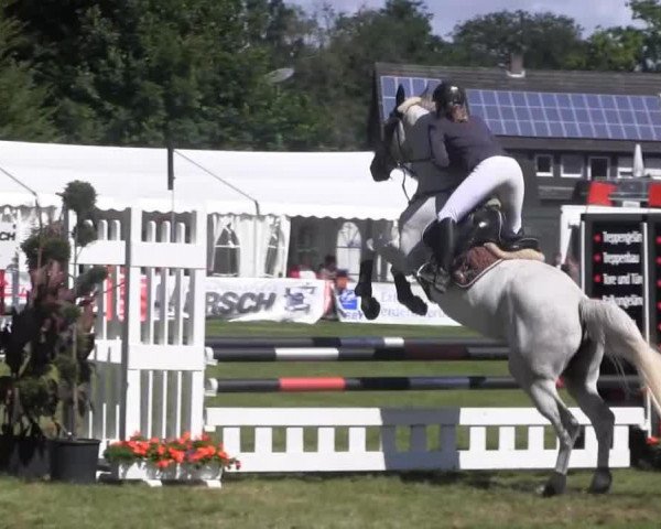 Springpferd Martchen (Trakehner, 2006, von Gribaldi) Springpferd Martchen (Trakehner, 2006, von Gribaldi)