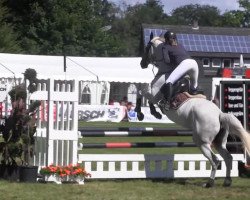 jumper Martchen (Trakehner, 2006, from Gribaldi)