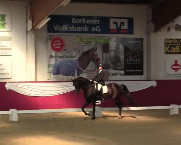 Dressurpferd Laudacio 2 (Hannoveraner, 2008, von Lauda)