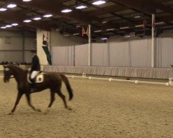 dressage horse Redford 60 (Westphalian, 2007, from Rousseau)