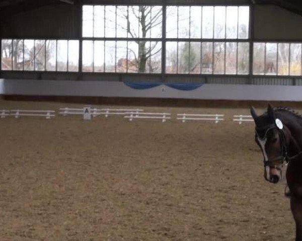 Springpferd Silencio 16 (Hannoveraner, 2005, von Silvio I)
