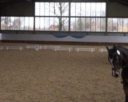 jumper Silencio 16 (Hanoverian, 2005, from Silvio I)