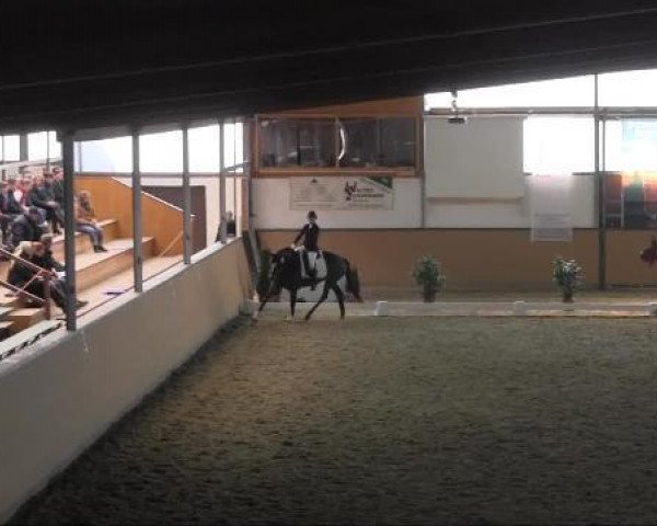 Dressurpferd Simply The Best 17 (Westfale, 2005, von Show Star) Dressurpferd Simply The Best 17 (Westfale, 2005, von Show Star)