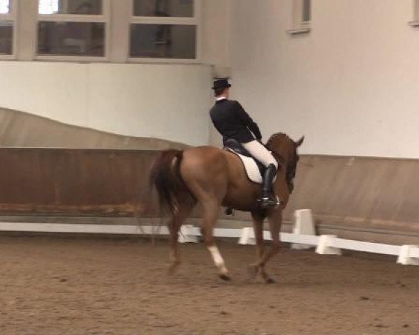 dressage horse Wienna (Hanoverian, 1997, from Wanderbursch II)