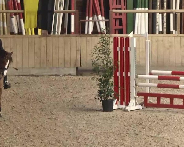 jumper Mister Merlin 5 (German Riding Pony, 2002, from Mentos)