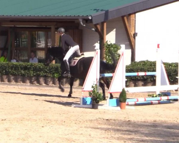 jumper La cordia 4 (KWPN (Royal Dutch Sporthorse), 2003, from Lavito) jumper La cordia 4 (KWPN (Royal Dutch Sporthorse), 2003, from Lavito)