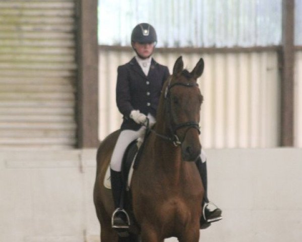 jumper Maximus G (Zweibrücken, 2007, from Lancado)