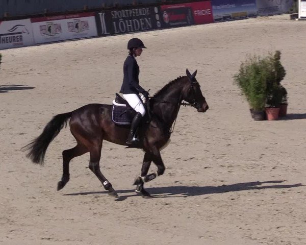 Reitturnier Westergellersen 2021