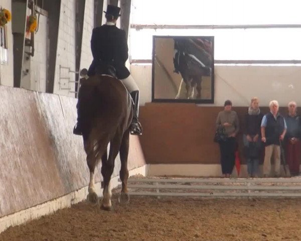 horse Rosa Nova 2 (Trakehner, 2004, from Elfengeist)