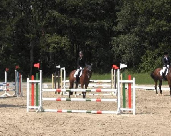 dressage horse Contigo 25 (KWPN (Royal Dutch Sporthorse), 2001, from Oo-Seven)
