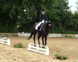 dressage horse Weltana 16 (Hanoverian, 2005)