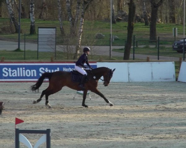 Reitturnier Westergellersen 2021
