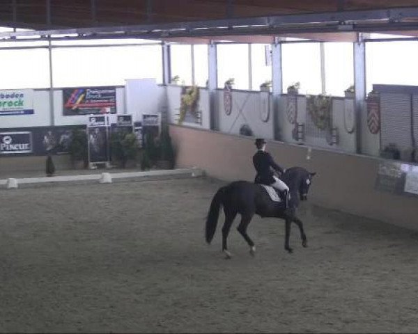 dressage horse Honey 51 (Hanoverian, 2002, from Hohenstein I)