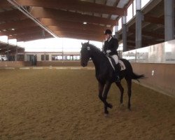 dressage horse Rio de Janeiro 18 (Westphalian, 2004, from Riccione)