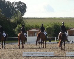 dressage horse Sweet Poison 4 (Oldenburg, 2003, from Bmc Don Cardinale)