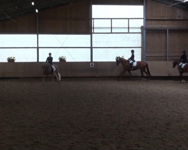 dressage horse Sir Alex 2 (unknown, 2001)