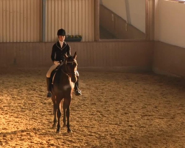 Springpferd Wyoming 184 (Westfale, 2005, von Wessex)