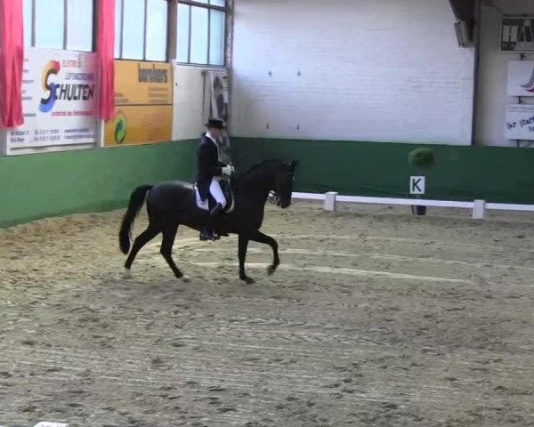 Dressurpferd Topas 137 (Westfale, 2004, von Tuareg)