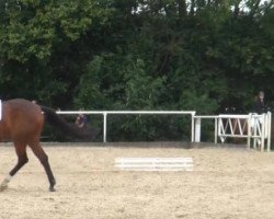 dressage horse Chiara-Lady S (Westphalian, 2002, from Collin L)
