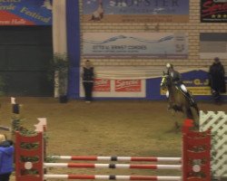 broodmare Quintana 29 (Oldenburg show jumper, 2004, from Quidam's Rubin)