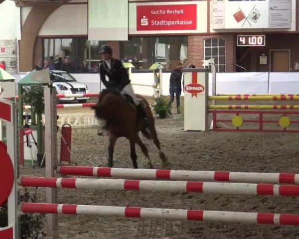 jumper Pinoccio 127 (German Warmblood, 2005, from Pessoa VDL)