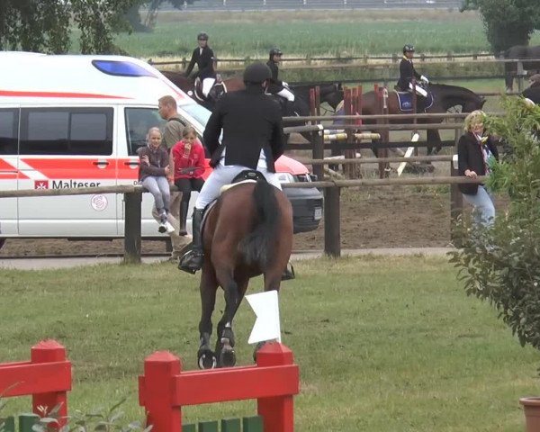 jumper Adagio 101 (German Warmblood, 2004, from All Pleasur) jumper Adagio 101 (German Warmblood, 2004, from All Pleasur)