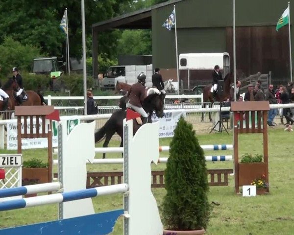 Springpferd Exitos Little Sister (Hannoveraner, 2005, von Escudo I) Springpferd Exitos Little Sister (Hannoveraner, 2005, von Escudo I)
