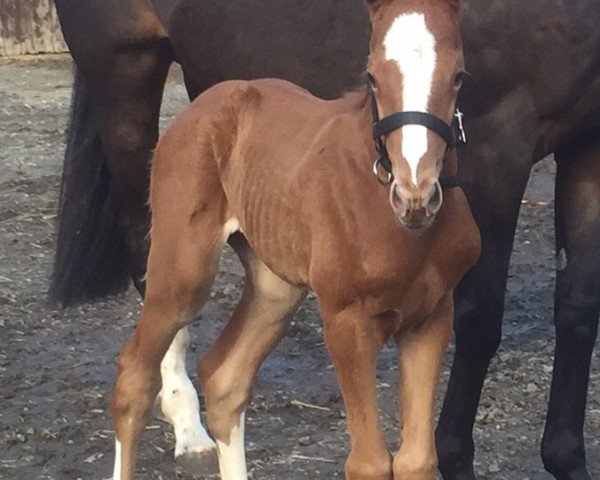 horse Lhaviyani (Thoroughbred, 2015, from Kallisto xx)