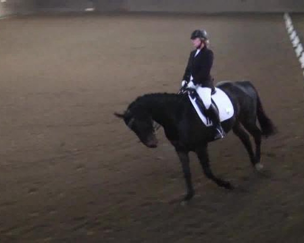 dressage horse Montreux 23 (Hanoverian, 2004, from Montesquieu)