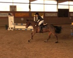 jumper Midnight Dream 6 (German Warmblood, 2000, from Unbekannt)