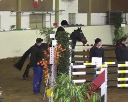 Springpferd Check in 6 (Westfale, 2003, von Con Capitol)