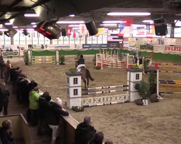 Springpferd Callas 27 (Westfale, 2004, von Calato)