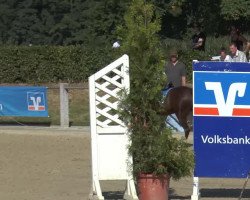 dressage horse Boy 230 (German Riding Pony, 1999)