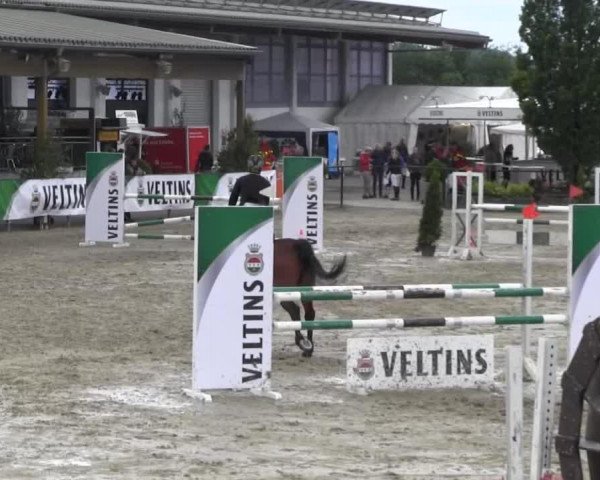 jumper Duke 96 (Westphalian, 1996, from Diamo)
