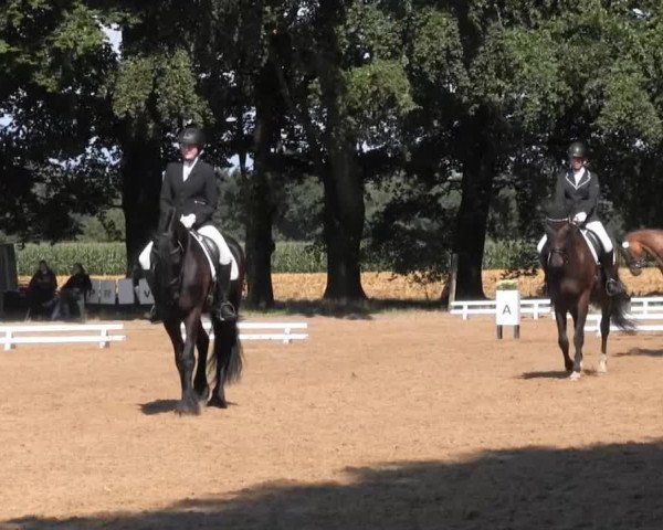 Dressurpferd Hearke 4 (Friese, 2002, von Krist 358)