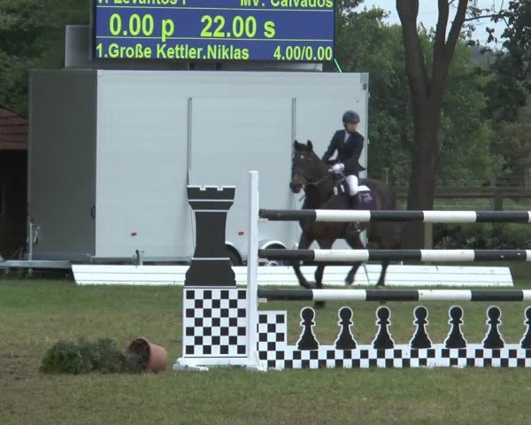 jumper Louis 78 (Oldenburg, 1996, from Levantos I)