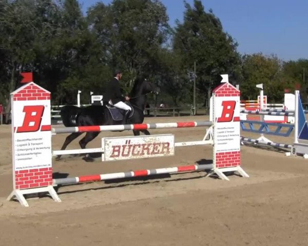 jumper Lovely Charmeur (German Sport Horse, 2005, from Lehnbach)
